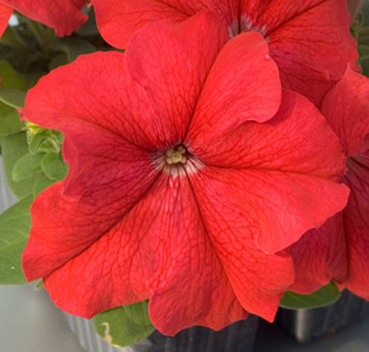 петуния крупноцветковая генетически   компактная petunia  grandiflora